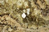 Olive Topazolite Garnet Cluster - Quartzite Mountain, Arizona #188306-2